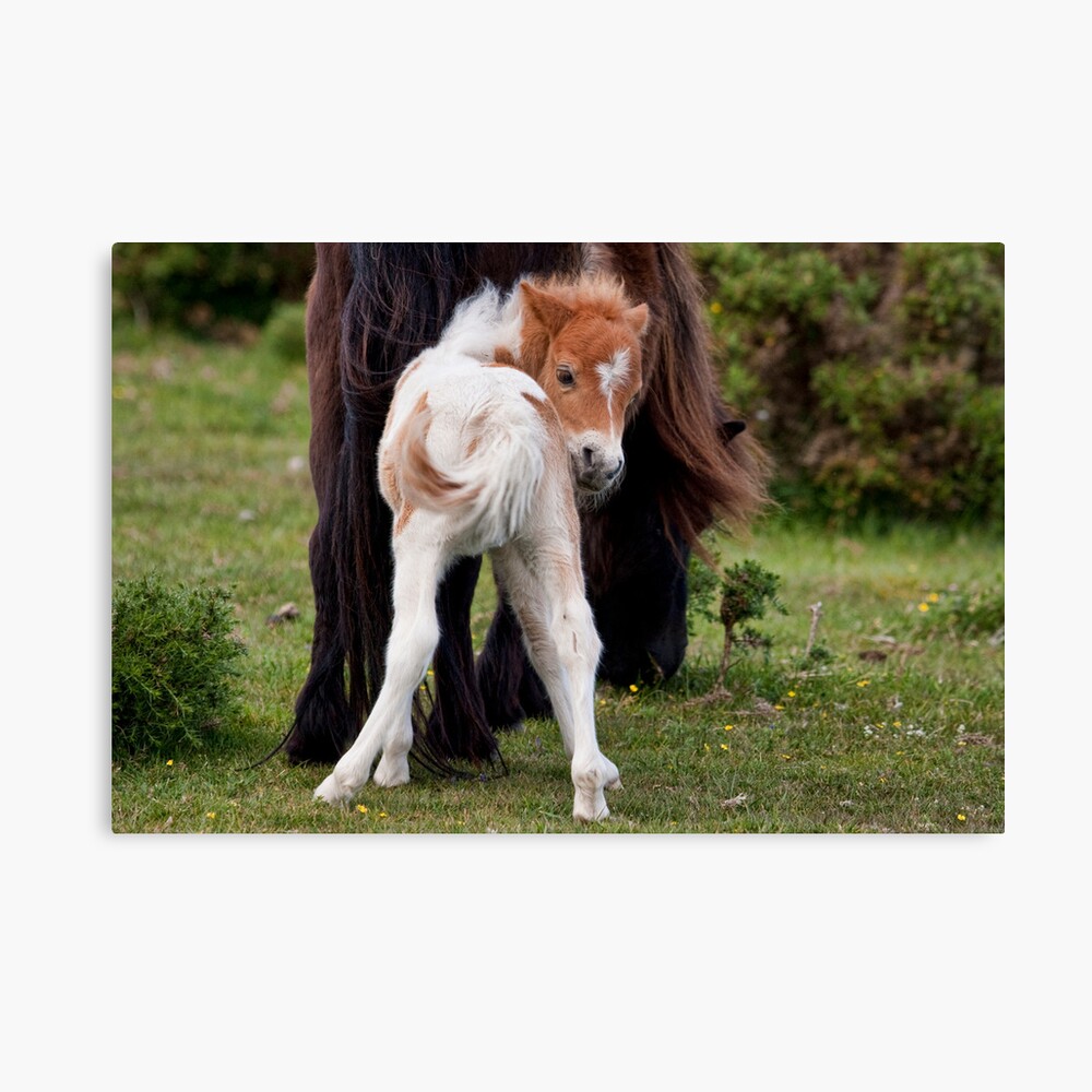 Is this my best side? Canvas Print