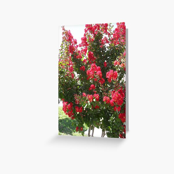 Vista previa del artículo con la obra «Crepe Myrtle Red», diseñado y vendido por Navigator.