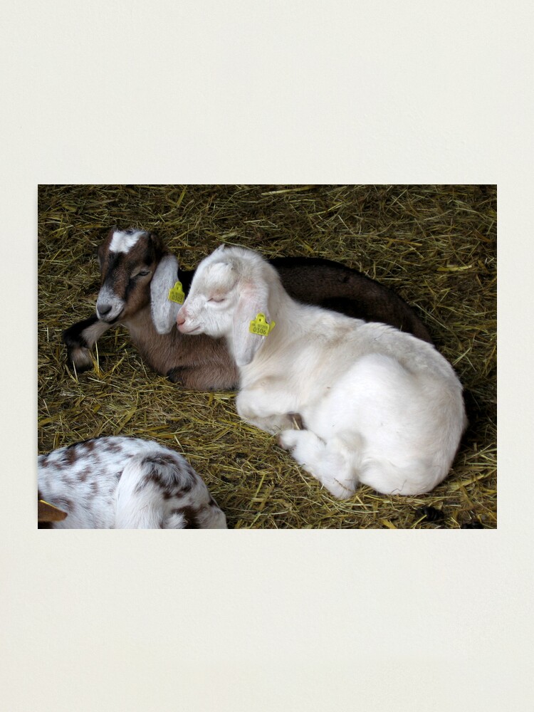 Alternate view of Two young goats Photographic Print