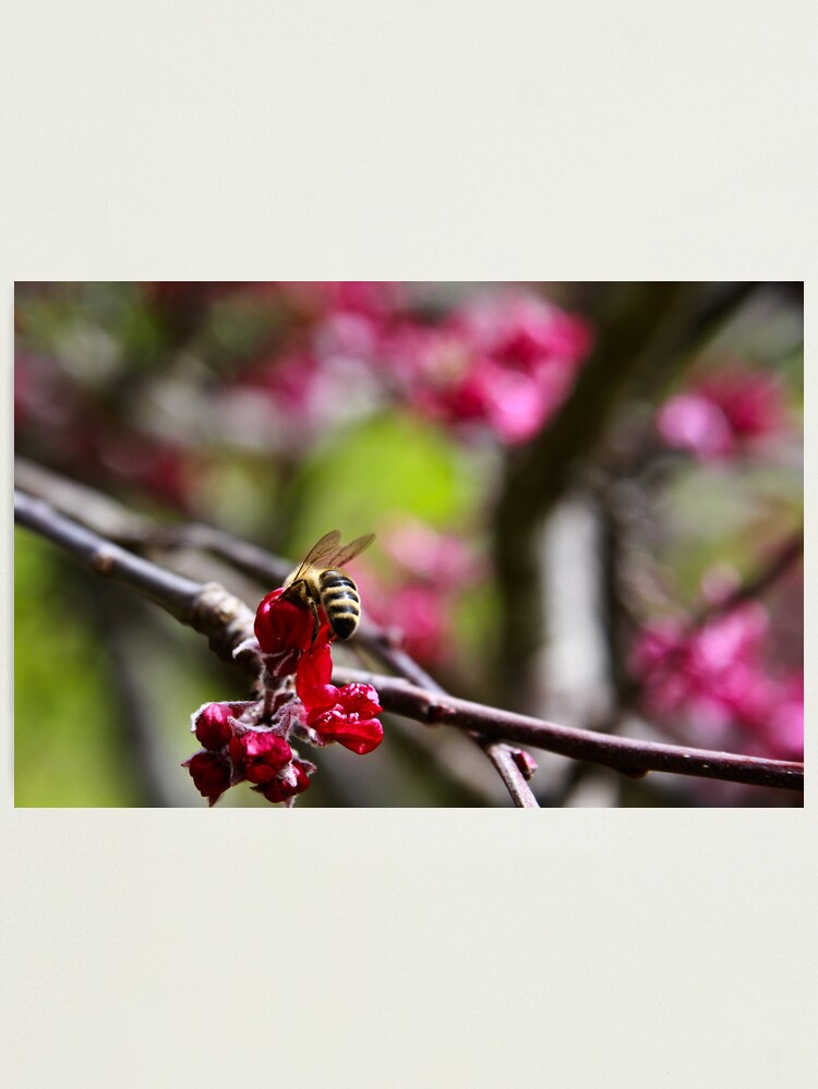 Thumbnail 1 of 3, Photographic Print, Let me in... designed and sold by mistered.