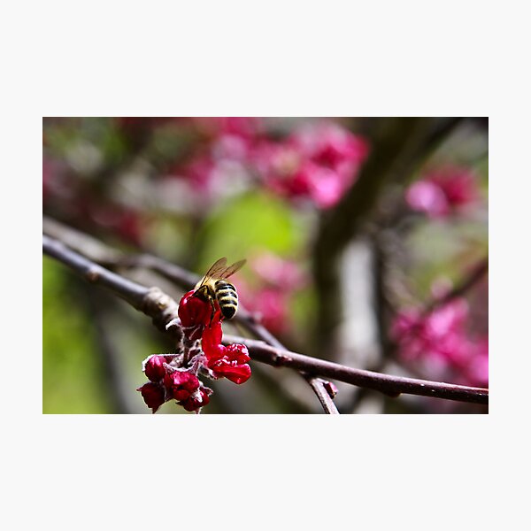 Photographic Print