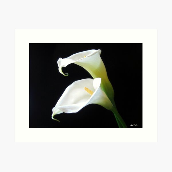 Elegant Calla Lily Flowers 8 Art Print