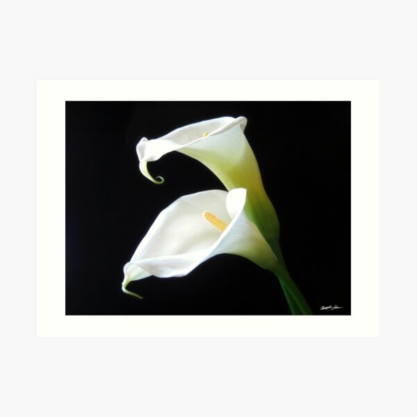 Elegant Calla Lily Flowers 8 Art Print