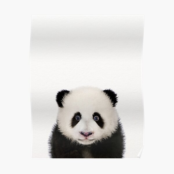 Baby Panda Posters Redbubble