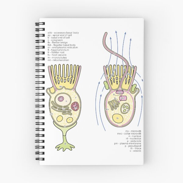 Item preview, Choanoflagellate Structure Diagram with Labels designed and sold by taylorcustom.