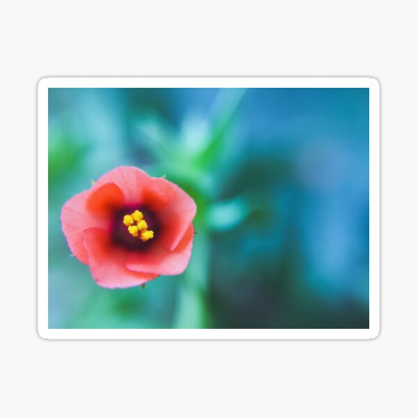 Divine Beauty Sticker
