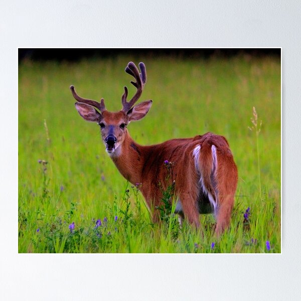 Item preview, Young Buck designed and sold by Larry Trupp.