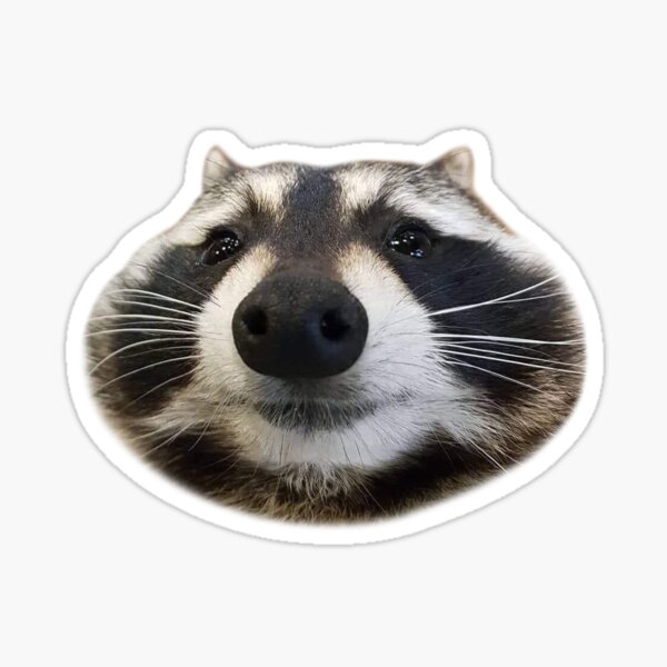 Milleyz I Brake For Forbidden Kitties Raccoon Sticker, Raccoon Stickers,  Animal Lover Stickers, Cute Stickers, Funny Stickers, Water Assistant  Die-Cut