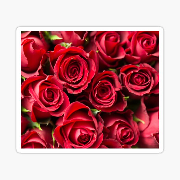 Red Roses Sticker