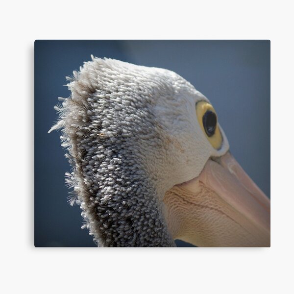 Pelican Profile Metal Print