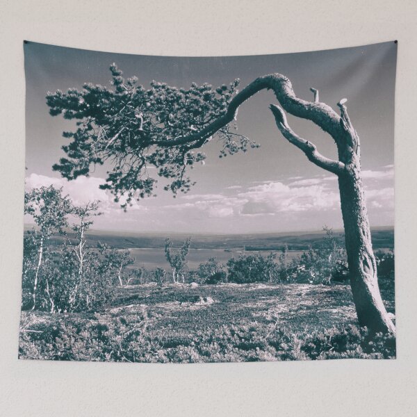 Item preview, Windswept pine designed and sold by Sasas Photography.