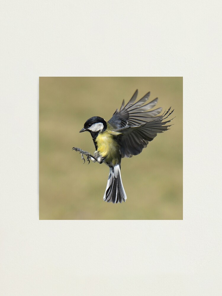 Great Tit In Flight Zip Pouch