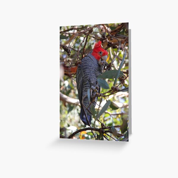 Item preview, Gang Gang Cockatoo designed and sold by Michele Binder.