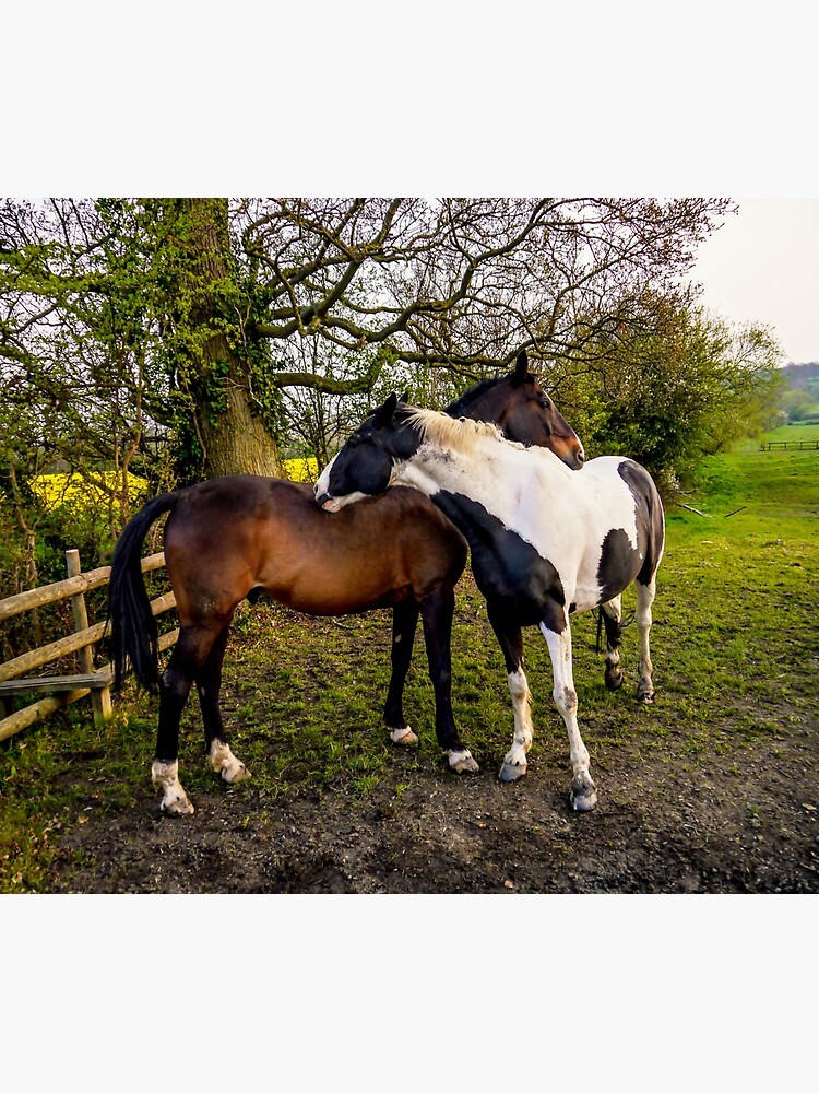 Horse Hug by ScenicViewPics