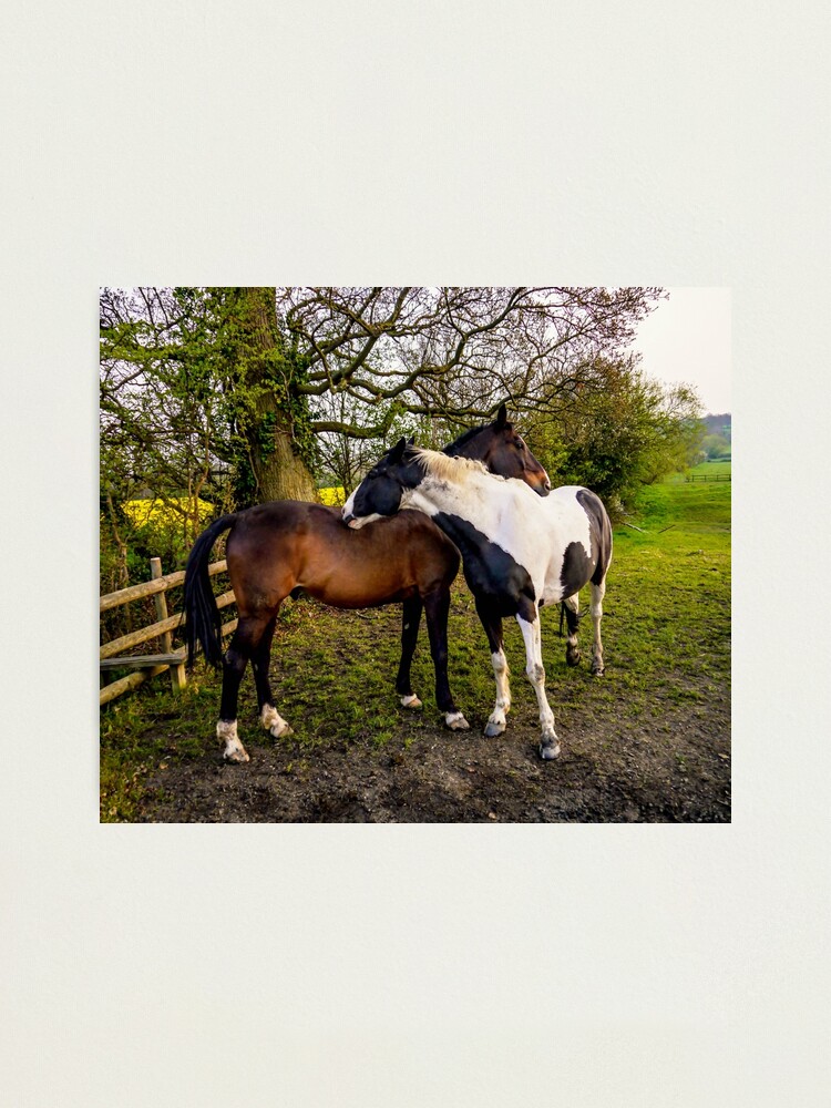 Alternate view of Horse Hug Photographic Print