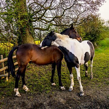 Artwork thumbnail, Horse Hug by ScenicViewPics