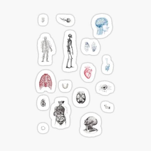 Anatomy Illustrations Vintage Pattern Sticker