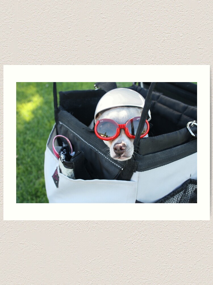 chihuahua motorcycle goggles