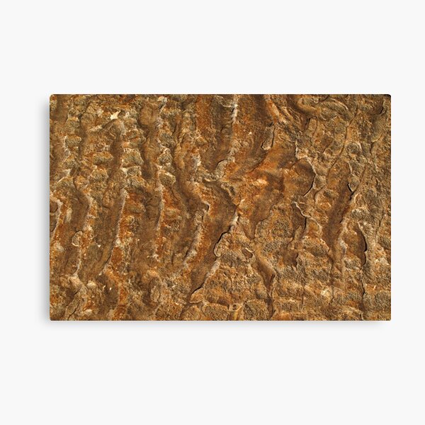 Ancient ripples Canvas Print