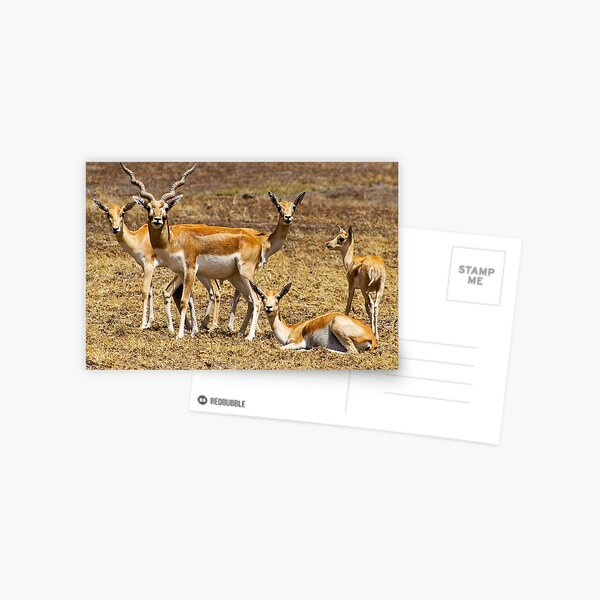 Array of Antelope Postcard