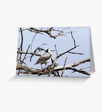 White-fronted Chat Greeting Card