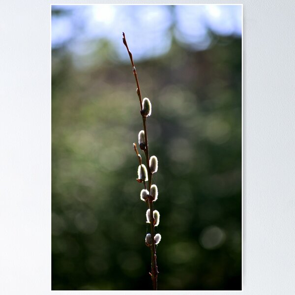 Item preview, Pussy willow designed and sold by carolmaia.