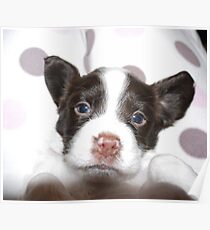 Blue Eyed Girl Poster
