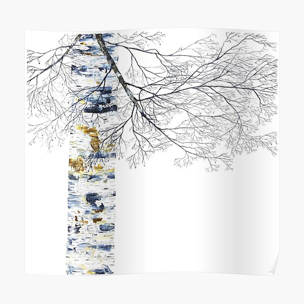 Silver Birch Poster