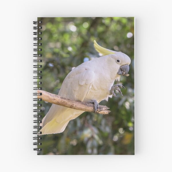 Item preview, Cockatoo snacking designed and sold by Jensphotos.