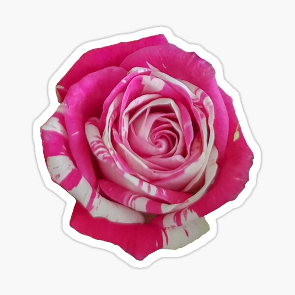 Sticker Hot Pink Roses Background 