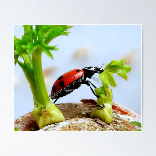 Item preview, Ladybird Leap! designed and sold by paintingsheep.