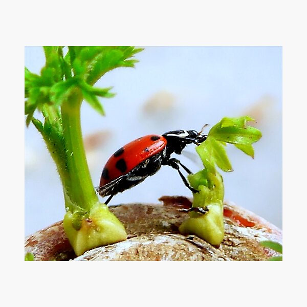 Item preview, Ladybird Leap! designed and sold by paintingsheep.