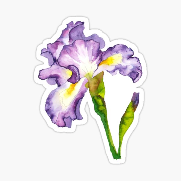 Purple Iris Watercolor Sticker