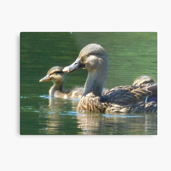 Mother Duck with Duckling 138 Metal Print