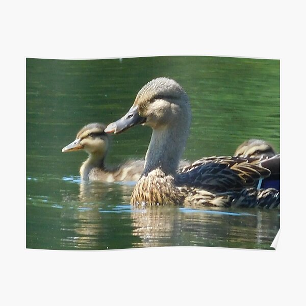 Mother Duck with Duckling 138 Poster
