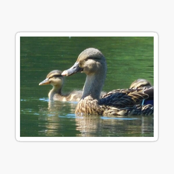 Mother Duck with Duckling 138 Sticker