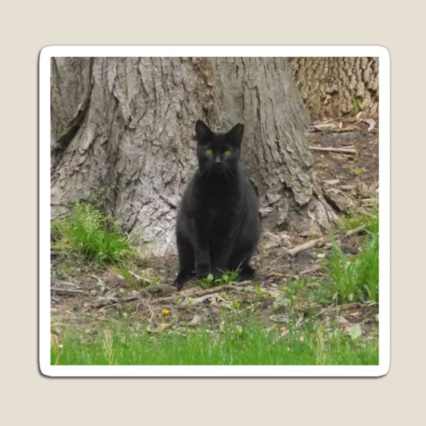 Black Cat 128 Magnet
