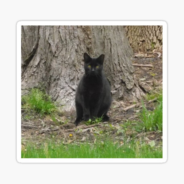 Black Cat 128 Sticker