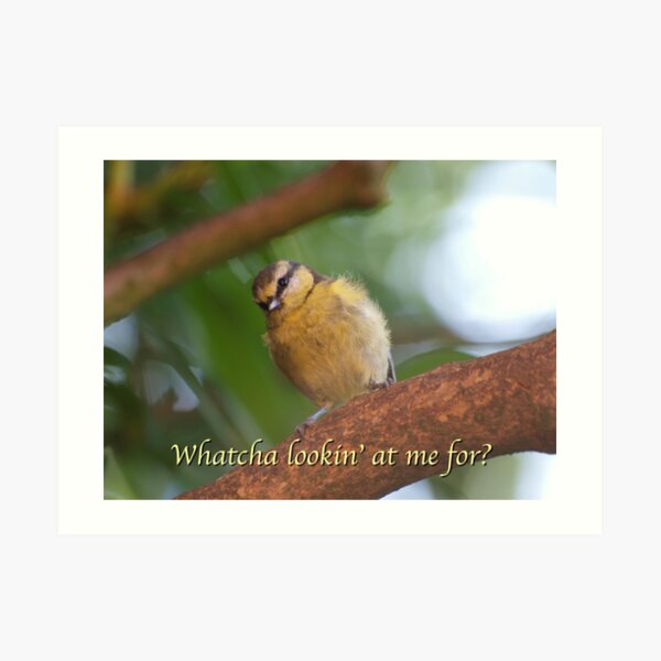 "Whatcha lookin' at me for?" says the young Blue Tit garden bird Art Print