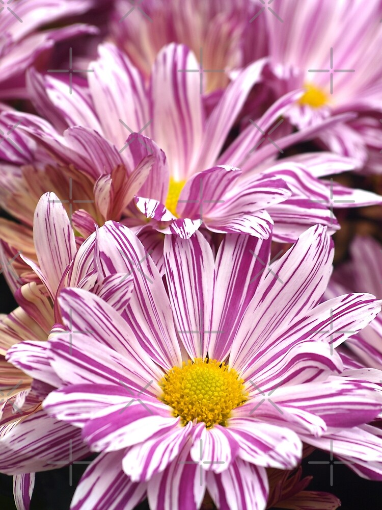 Thumbnail 4 of 4, Graphic T-Shirt, Raspberry Ripple Chrysanthemums designed and sold by RJBPhotoDesign.