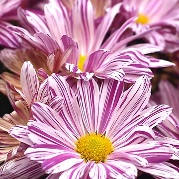 Artwork thumbnail, Raspberry Ripple Chrysanthemums by RJBPhotoDesign