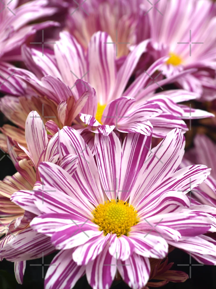 Thumbnail 4 of 4, Premium T-Shirt, Raspberry Ripple Chrysanthemums designed and sold by RJBPhotoDesign.