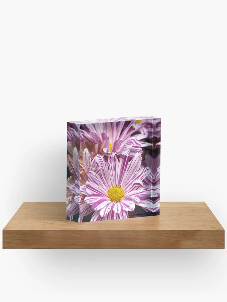 Thumbnail 2 of 5, Acrylic Block, Raspberry Ripple Chrysanthemums designed and sold by RJBPhotoDesign.