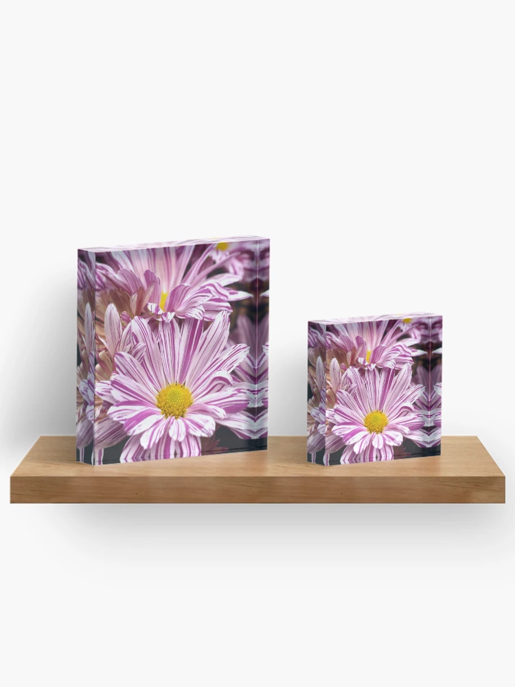 Thumbnail 3 of 5, Acrylic Block, Raspberry Ripple Chrysanthemums designed and sold by RJBPhotoDesign.