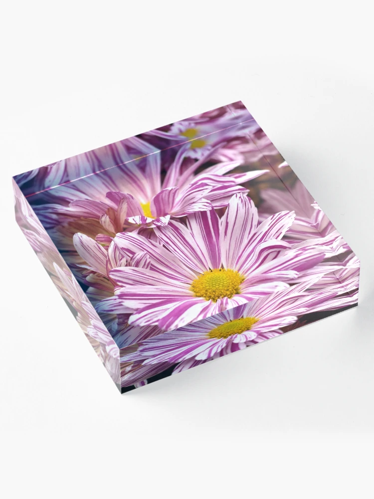 Thumbnail 4 of 5, Acrylic Block, Raspberry Ripple Chrysanthemums designed and sold by RJBPhotoDesign.
