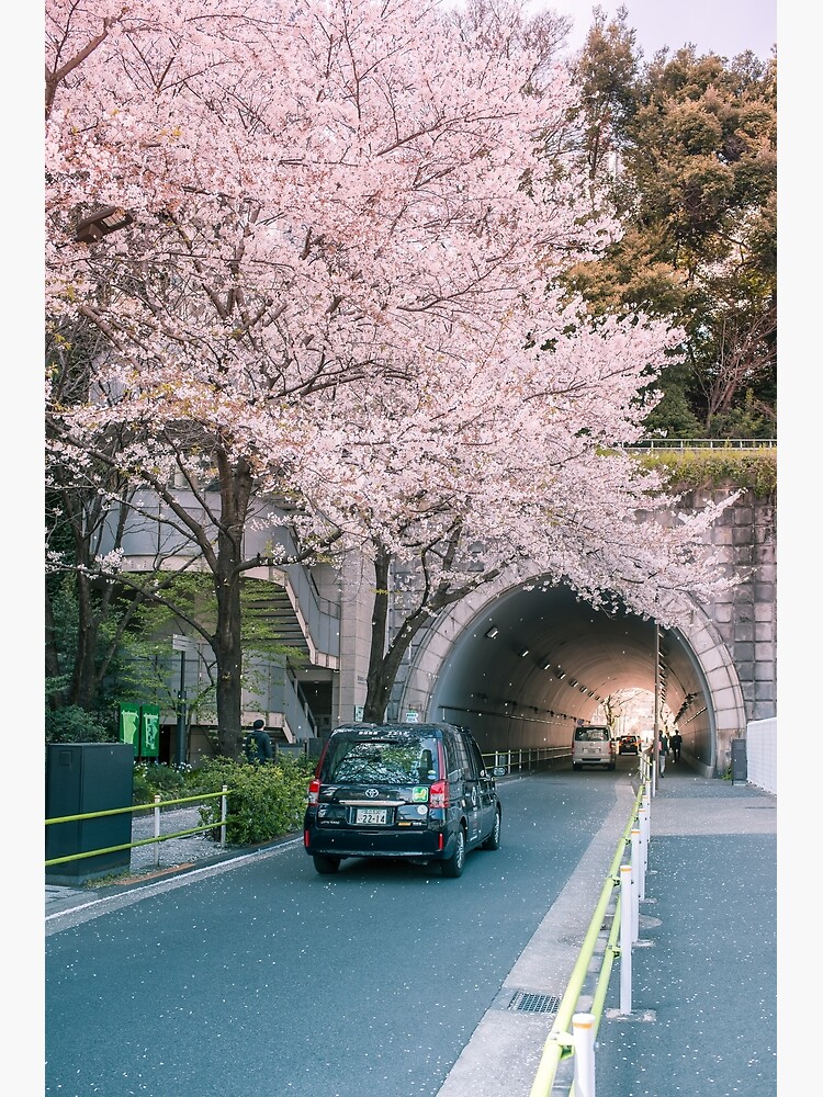 Sakura petals falling by TokyoLuv