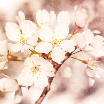 Artwork thumbnail, Spring by KEnzPhotography