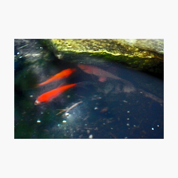 Coy "Koi" Photographic Print