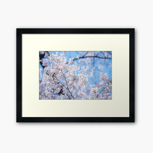 Sakura Hanami Cerisiers en Fleurs Impression encadrée