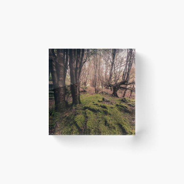 Item preview, Deep In The Tasmanian Forest, Luina Tasmania  designed and sold by taspaul.